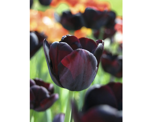 Gros plan d'une seule tulipe foncée dans un parterre de jardin.