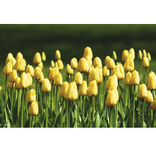 Feld mit gelben Tulpenblüten.