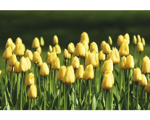 Feld mit gelben Tulpenblüten.