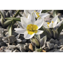 Weisse Wildtulpe mit gelber Mitte im Steingarten
