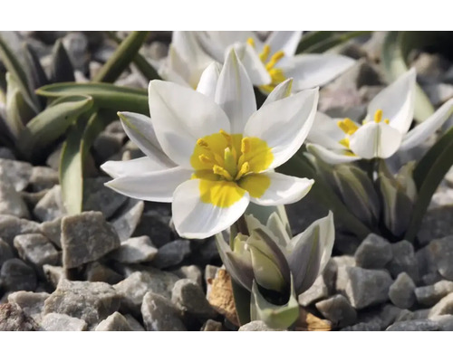 Weisse Wildtulpe mit gelber Mitte im Steingarten