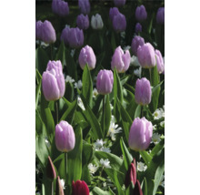 Feld mit Tulpen und Grünpflanzen