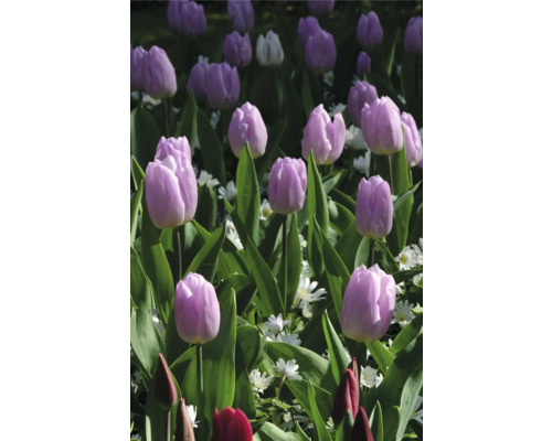 Feld mit Tulpen und Grünpflanzen