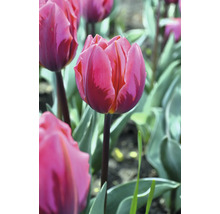 Nahaufnahme einer rosa Tulpe im Garten