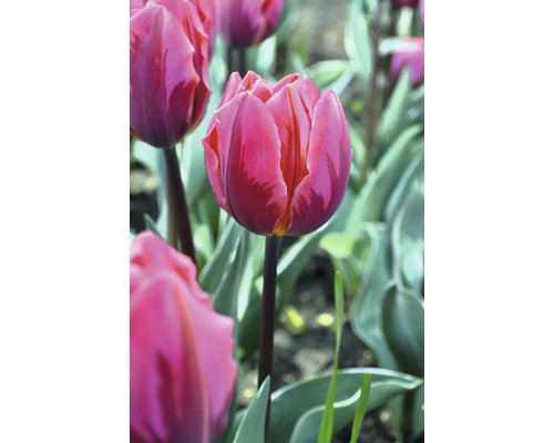 Nahaufnahme einer rosa Tulpe im Garten