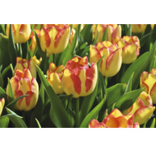 Gros plan sur des tulipes jaune-rouge avec des feuilles vertes