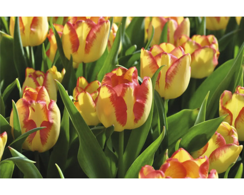 Gros plan sur des tulipes jaune-rouge avec des feuilles vertes