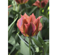 Nahaufnahme einer Tulpe mit gefransten Blütenblättern im Garten