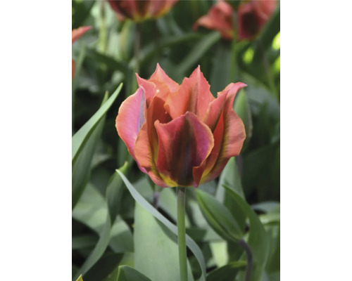 Nahaufnahme einer Tulpe mit gefransten Blütenblättern im Garten