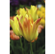 Gros plan de tulipes jaunes dans le parterre de jardin