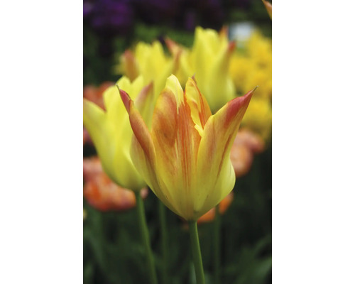 Gros plan de tulipes jaunes dans le parterre de jardin
