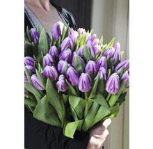 Personne tenant un bouquet de tulipes mauves