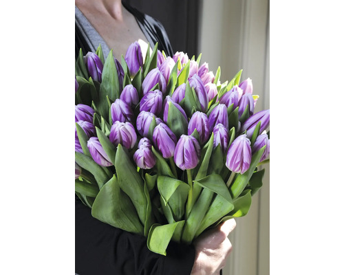 Personne tenant un bouquet de tulipes mauves