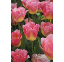Gros plan de tulipes roses et jaunes