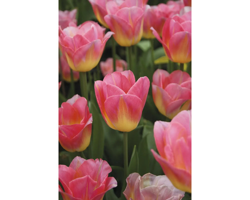 Gros plan de tulipes roses et jaunes