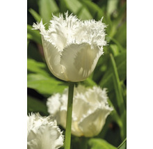 Gros plan d'une tulipe blanche à franges