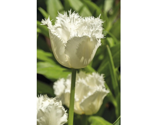 Gros plan d'une tulipe blanche à franges