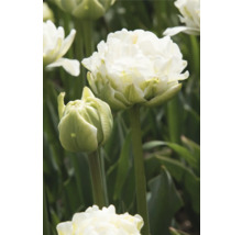 Gros plan d'une tulipe blanche double dans le jardin