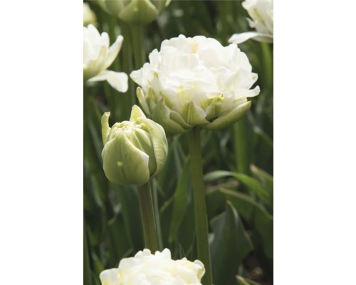 Gros plan d'une tulipe blanche double dans le jardin
