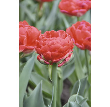 Nahaufnahme einer gefüllten Tulpe im Garten.