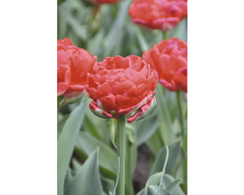 Nahaufnahme einer gefüllten Tulpe im Garten.