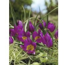 Gros plan de tulipes violettes dans un jardin