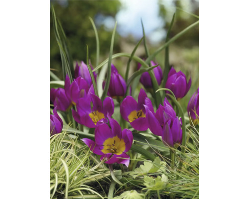 Gros plan de tulipes violettes dans un jardin