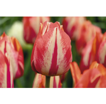 Gros plan d'une tulipe rayée rouge et blanc