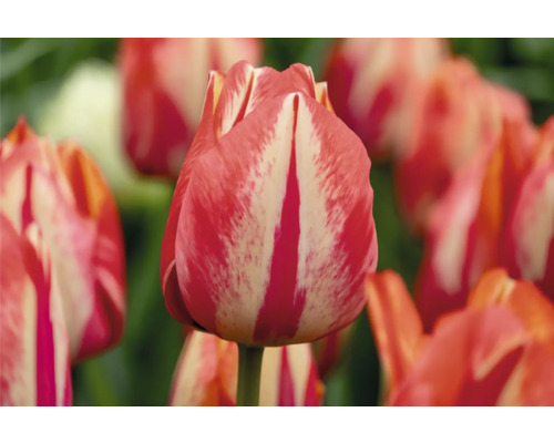Gros plan d'une tulipe rayée rouge et blanc