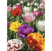 Nahaufnahme von gefüllten Tulpen in verschiedenen Farben im Garten.