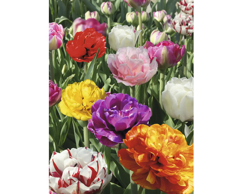Nahaufnahme von gefüllten Tulpen in verschiedenen Farben im Garten.