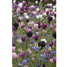 Feld mit Tulpen und anderen Frühlingsblumen
