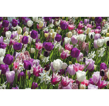 Champ de tulipes et de jonquilles