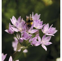 Un bourdon sur une fleur d'ail d'ornement violette.