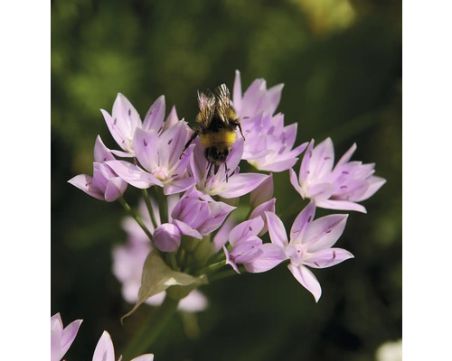 Un bourdon sur une fleur d'ail d'ornement violette.