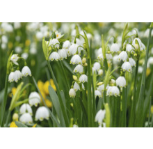 Gros plan de nivéoles de printemps avec des fleurs pendantes en forme de cloche