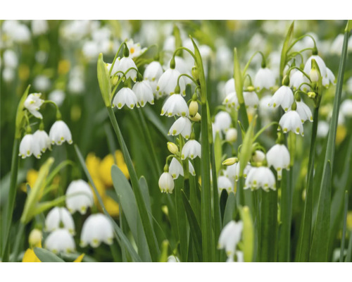 Gros plan de nivéoles de printemps avec des fleurs pendantes en forme de cloche