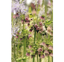 Gros plan sur les fleurs de Nectaroscordum