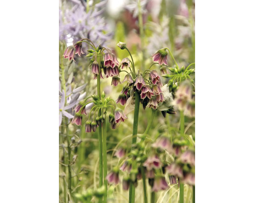 Gros plan sur les fleurs de Nectaroscordum