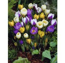 Crocus en fleurs dans une plate-bande