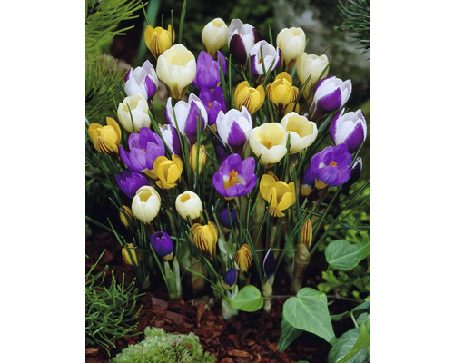 Crocus en fleurs dans une plate-bande