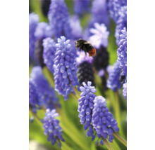 Jacinthes de raisin bleues avec un bourdon