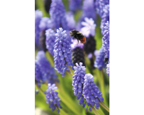 Jacinthes de raisin bleues avec un bourdon