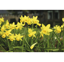 Jonquilles jaunes dans une plate-bande.