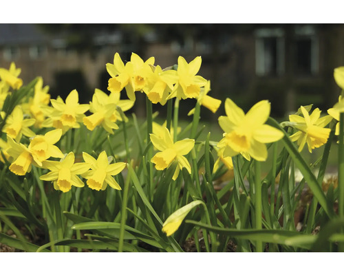 Jonquilles jaunes dans une plate-bande.