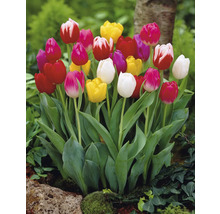 Tulipes en fleurs dans le jardin.