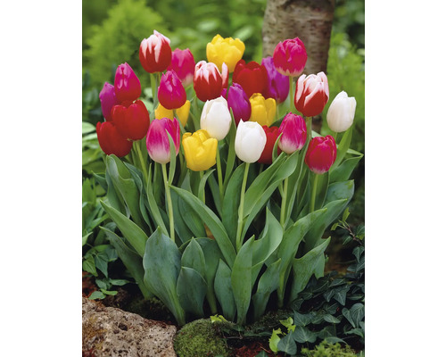 Tulipes en fleurs dans le jardin.