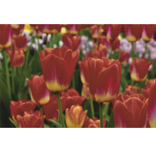 Champ avec des fleurs de tulipes rouges