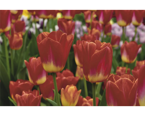 Champ avec des fleurs de tulipes rouges