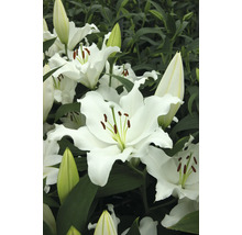 Nahaufnahme von weißen Lilienblüten mit grünen Blättern